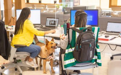 ¿Mascotas en el trabajo? Conozca los beneficios de llevar perros a la oficina
