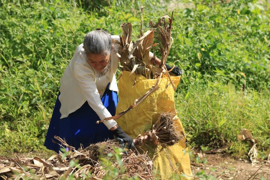 Proyecto de patios productivos capacita a familias de Desamparados en agricultura de autoconsumo