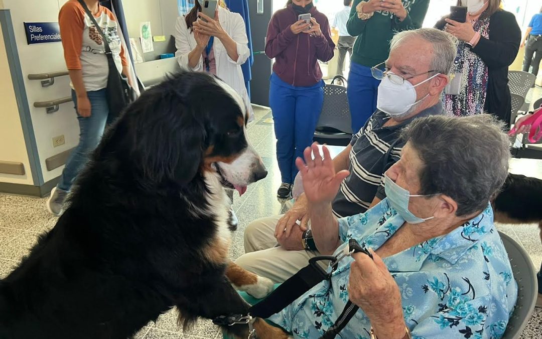 Pacientes de cuidados paliativos y residentes de hogares de ancianos reciben compañía de perros adiestrados como terapia
