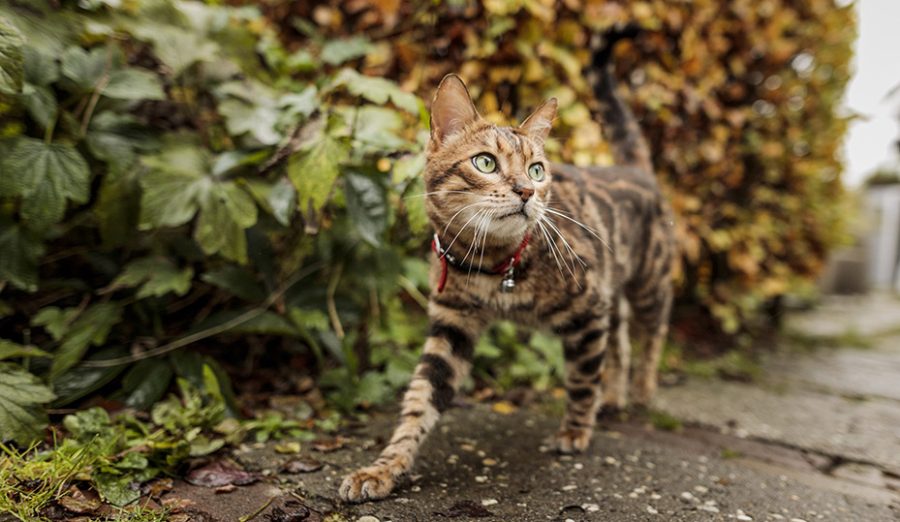 Conoce la Leucemia Felina, conocida como “la enfermedad de los gatos