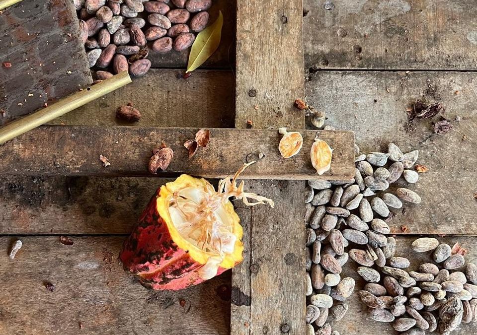 Evolución sostenible: Tendencias que transforman la  chocolatería en América Latina