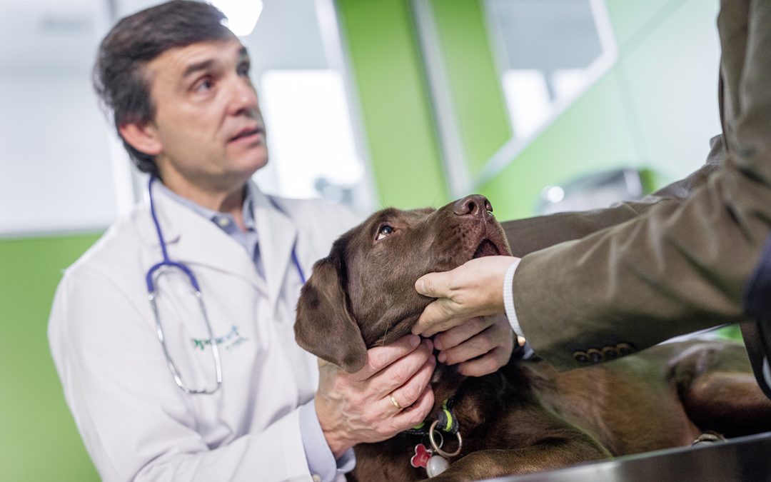 4 de Octubre: Día Costarricense del Médico Veterinario Conozca la amplia contribución al bienestar animal y a la protección de la salud pública