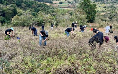 1000 árboles reforestarán La Angelina en Cartago gracias a Haleon