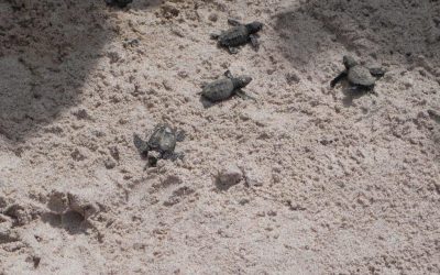 Programa desarrollado por Hotel Punta Leona impulsará la conservación de tortugas marinas en el Pacífico Central