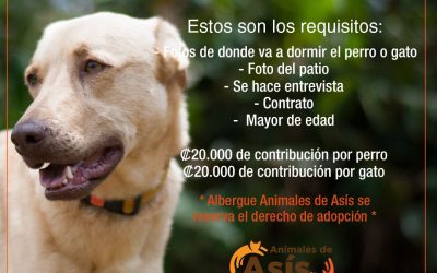 Starbucks y la Fundación Animales de Asís unen esfuerzos en feria de adopción de mascotas