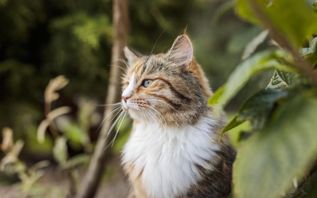 Día Internacional del Gato: 10 recomendaciones para asegurar que esté sano y feliz