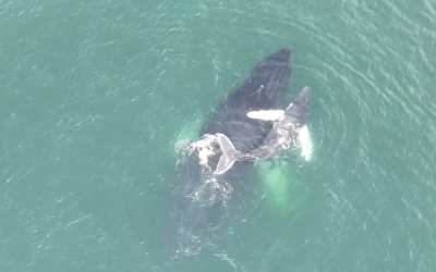 ¿Por qué las ballenas jorobadas están llegando a Punta Leona?