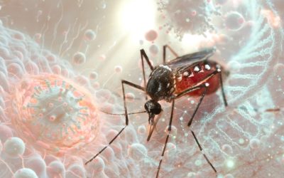 Dengue: datos y consejos para protegerse de los mosquitos transmisores de la enfermedad