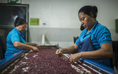 Frijoles:  el alimento aliado de los diabéticos