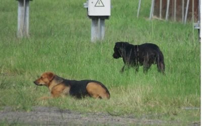 AERIS y ANPA lanzan campaña de castración y educación animal en comunidades cercanas al aeropuerto