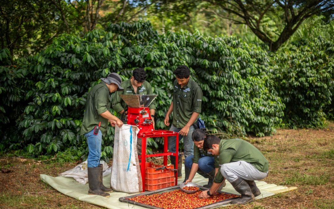 Universidad EARTH utiliza sistemas agroforestales para optimizar la producción de café en zonas no tradicionales