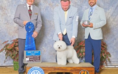 Freddy Guzmán, el líder latino en el mundo de las exposiciones caninas con bichón frisé