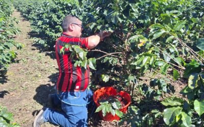 Campaña busca evitar que nuestro café se siga cayendo por falta de mano de obra